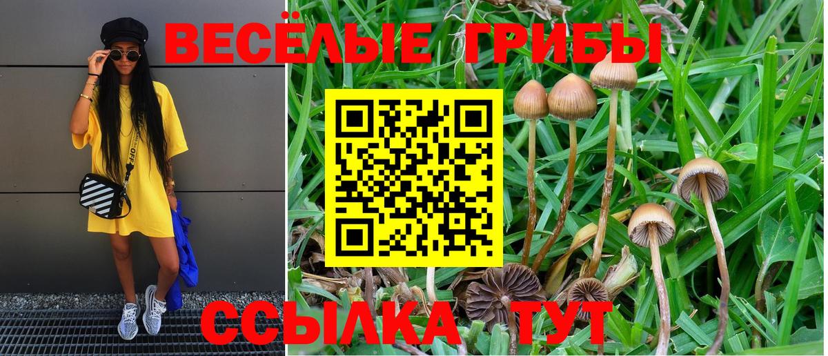 Псилоцибиновые грибы Cubensis Тихвин